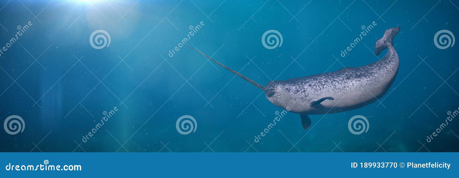 narwhal, male monodon monoceros swimming in the ocean water