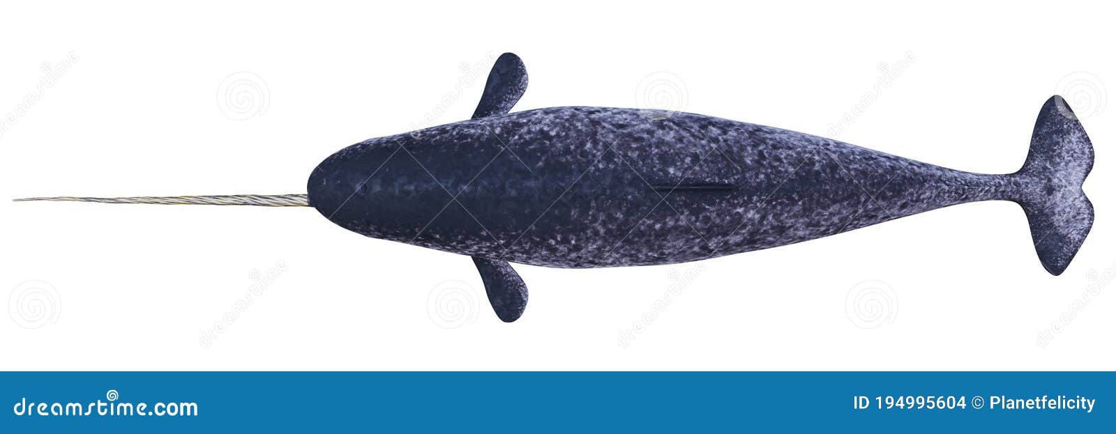 narwhal, male monodon monoceros, top view  on white background