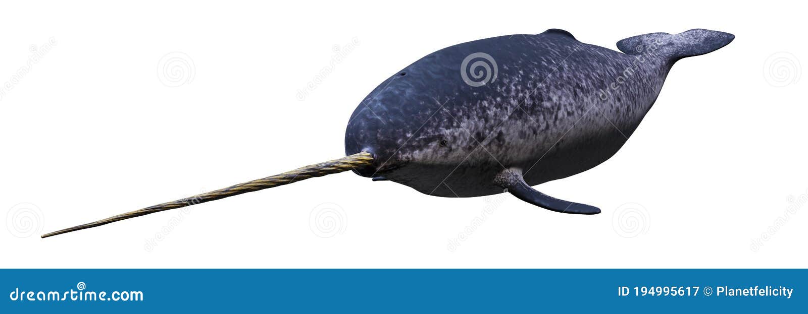narwhal, swimming male monodon monoceros  on white background