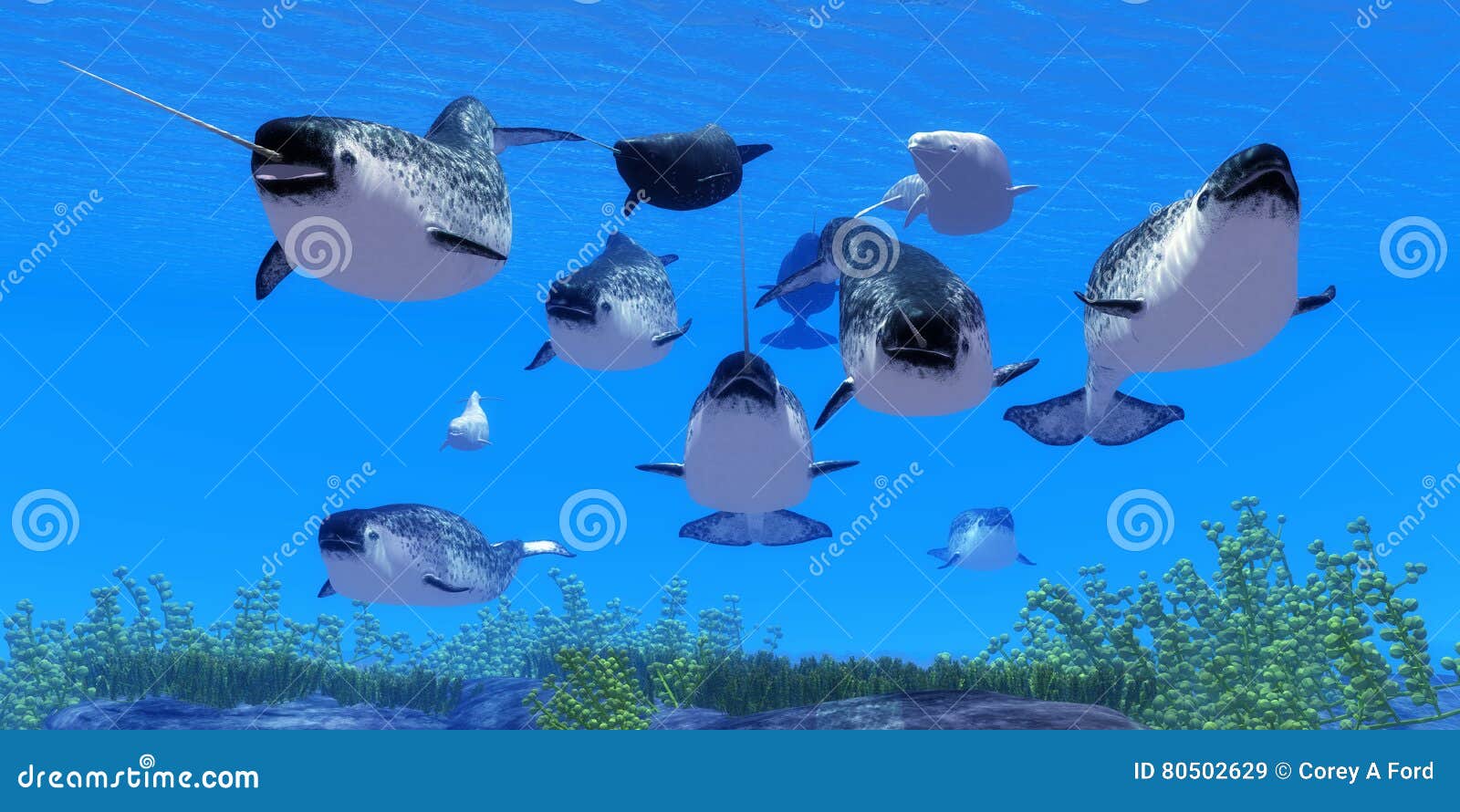 narwhal whales