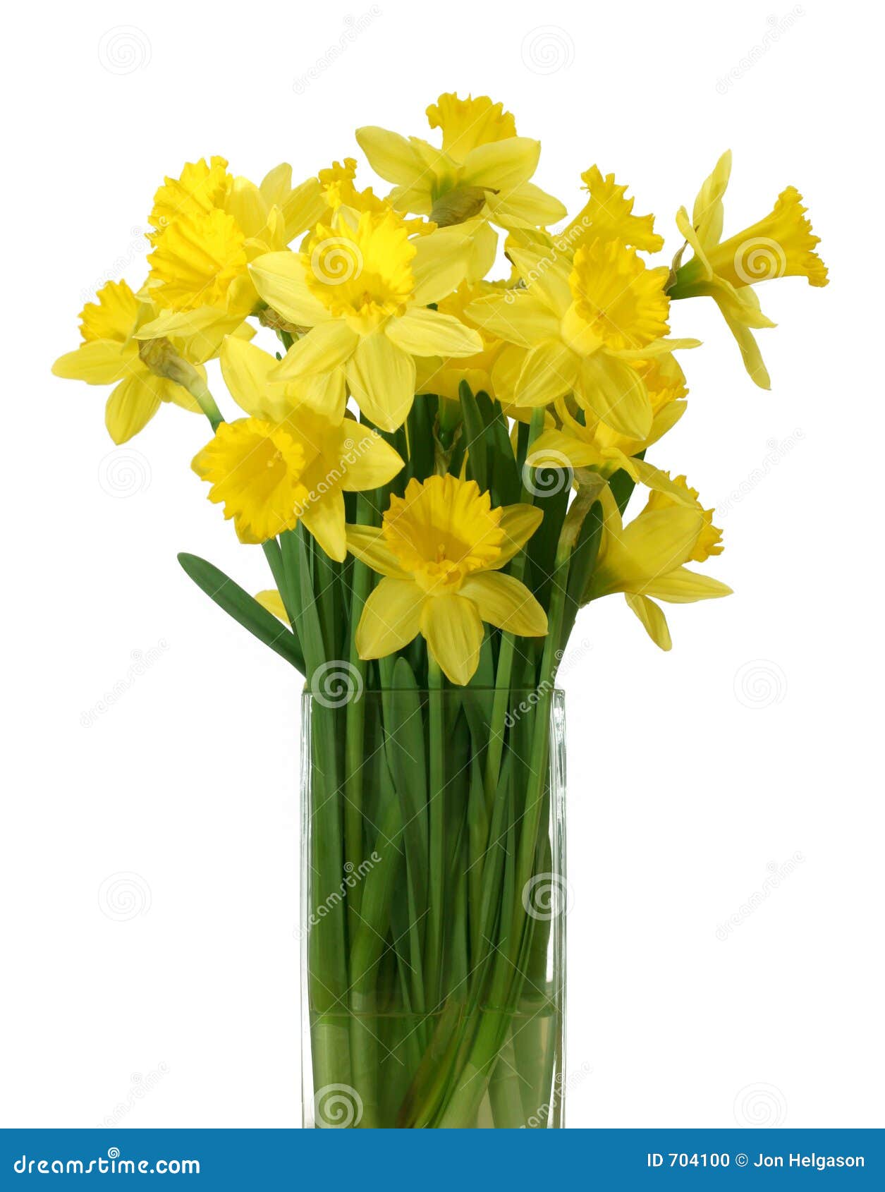 Narzissen in Einem Vase Getrennt Stockfoto Bild von werft, pflanzen