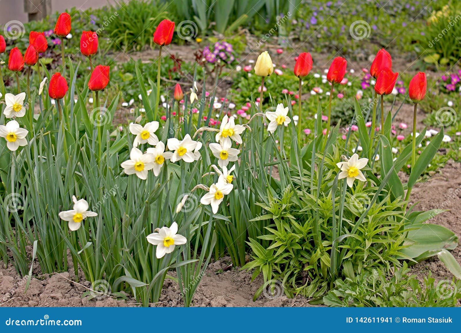 Narzissen Und Tulpen Im Garten Stockbild Bild von wald, dunkel 142611941