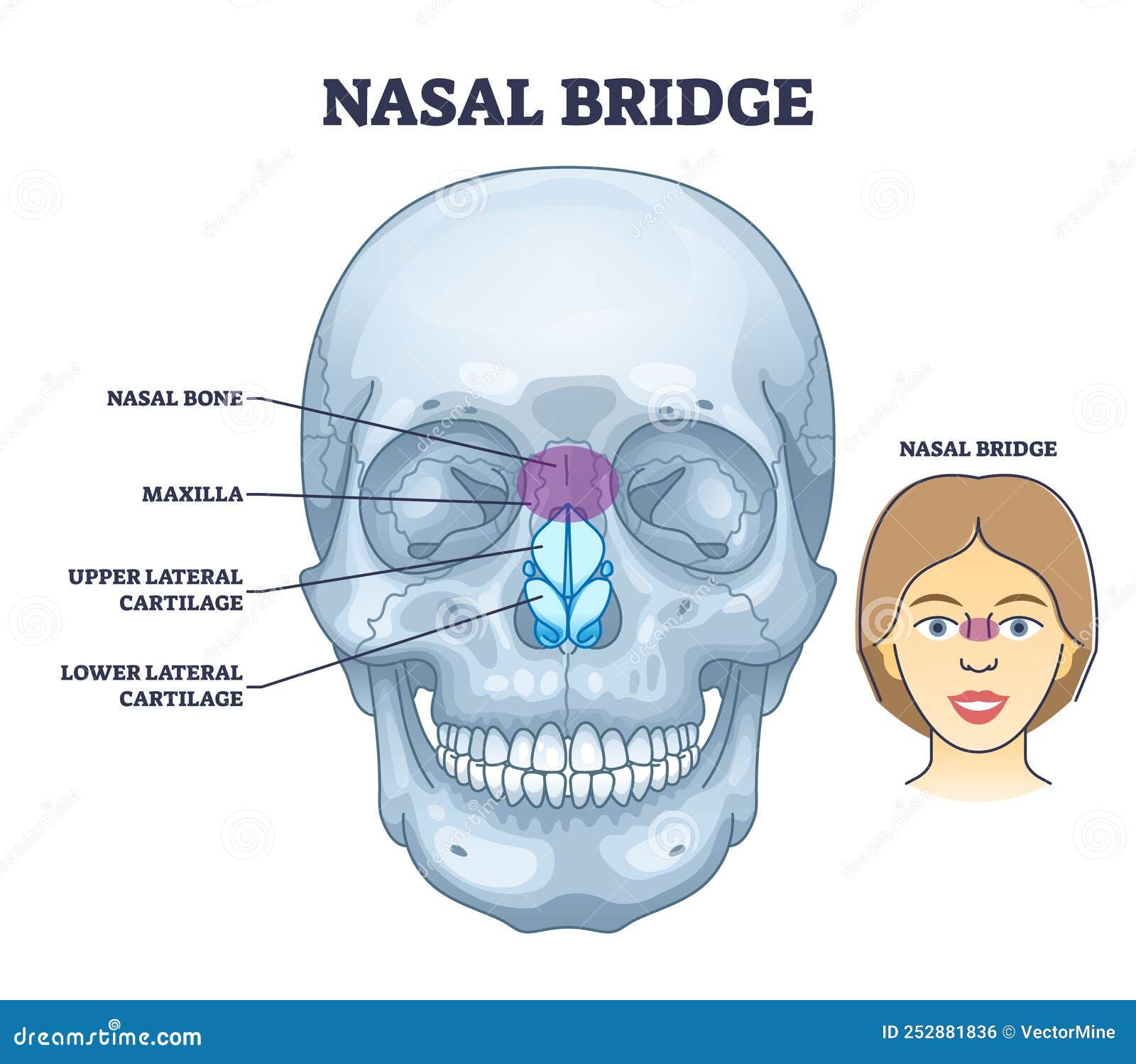Nasal Bridge And Nose Bone Anatomy With Face Cartilage Outline Diagram