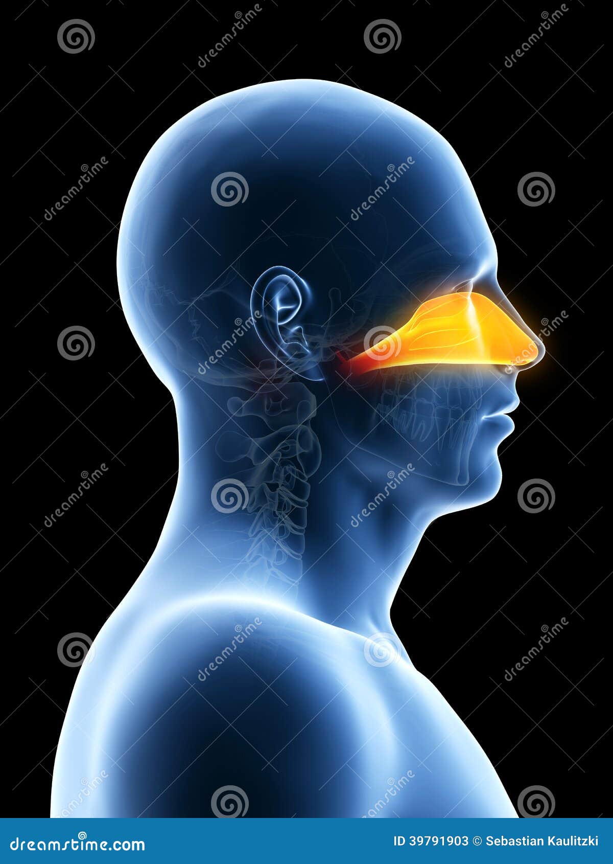 Nasal Cavity Anatomy Cartoon Vector Biology Diagrams