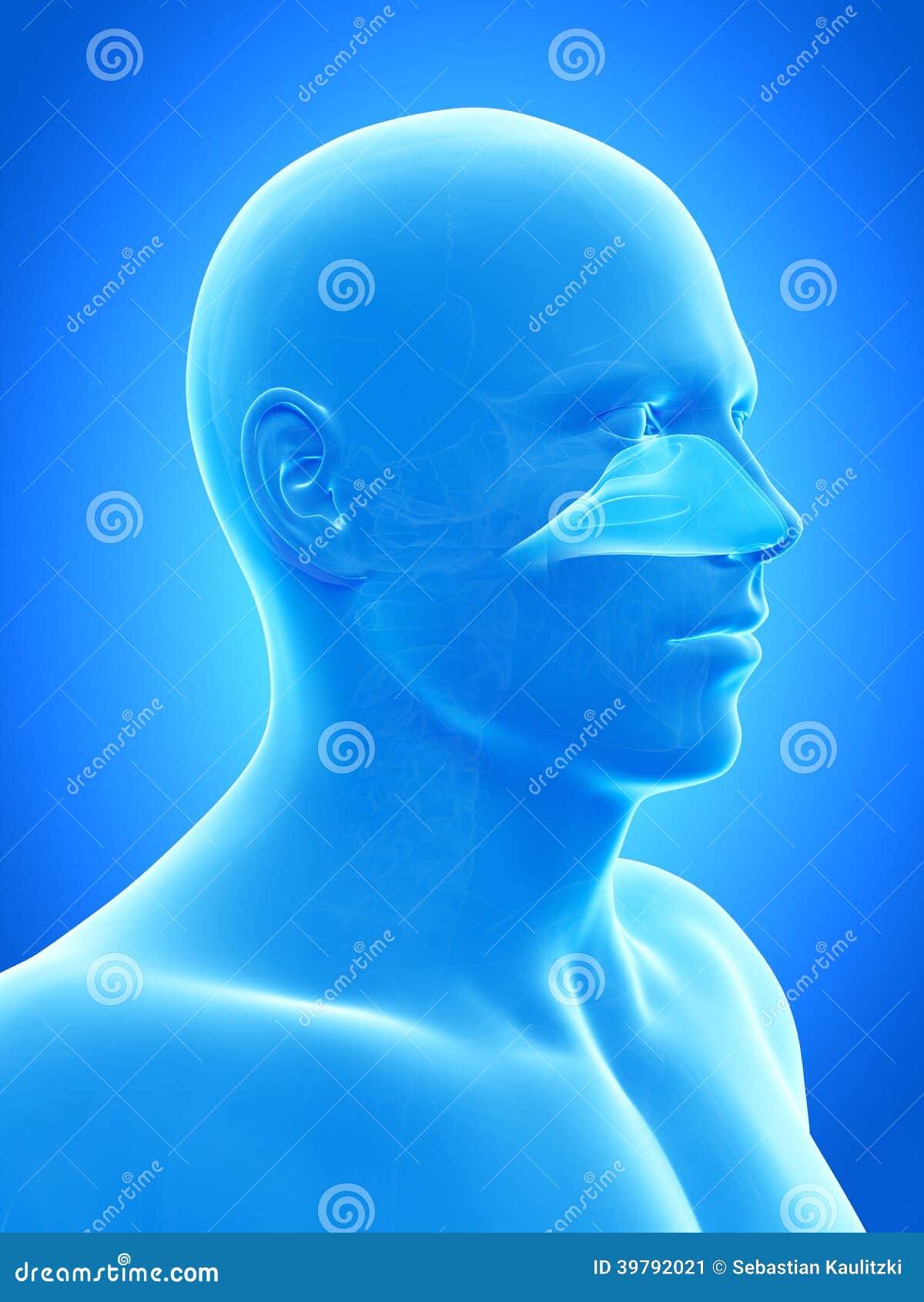 The nasal cavity stock illustration. Illustration of maxillary Biology Diagrams