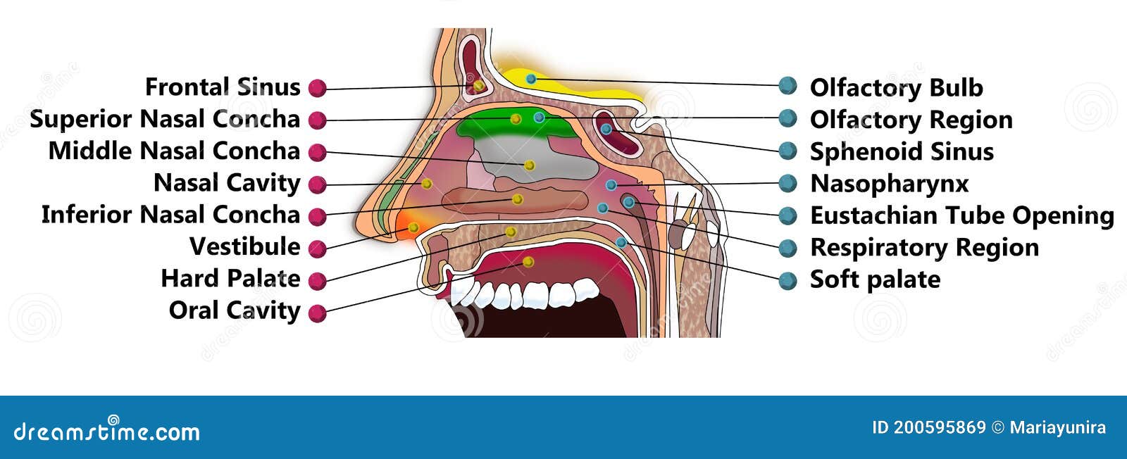 Nasal Cavity Anatomy Vector Illustration Biology Diagrams