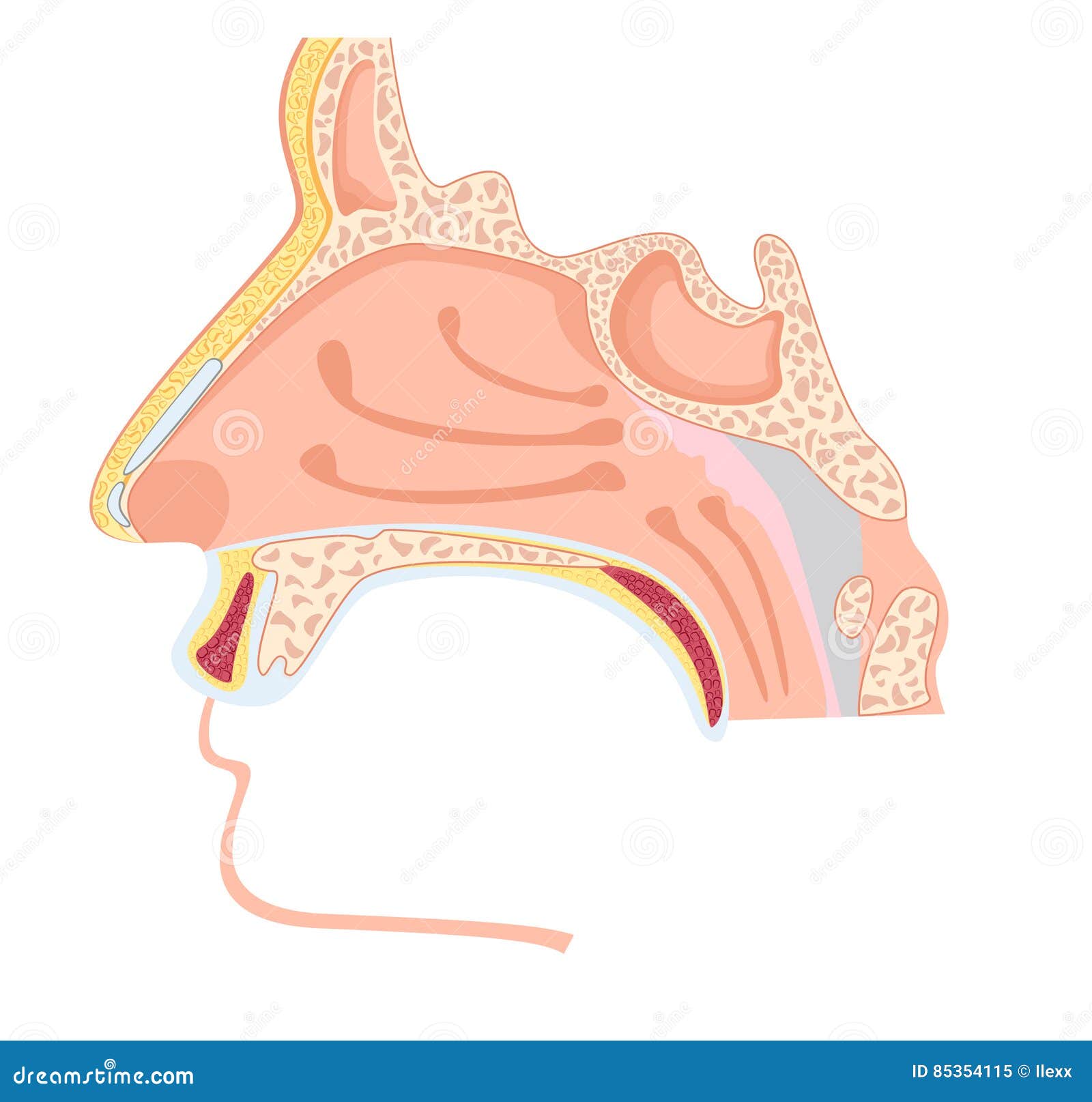 nasal cavity.