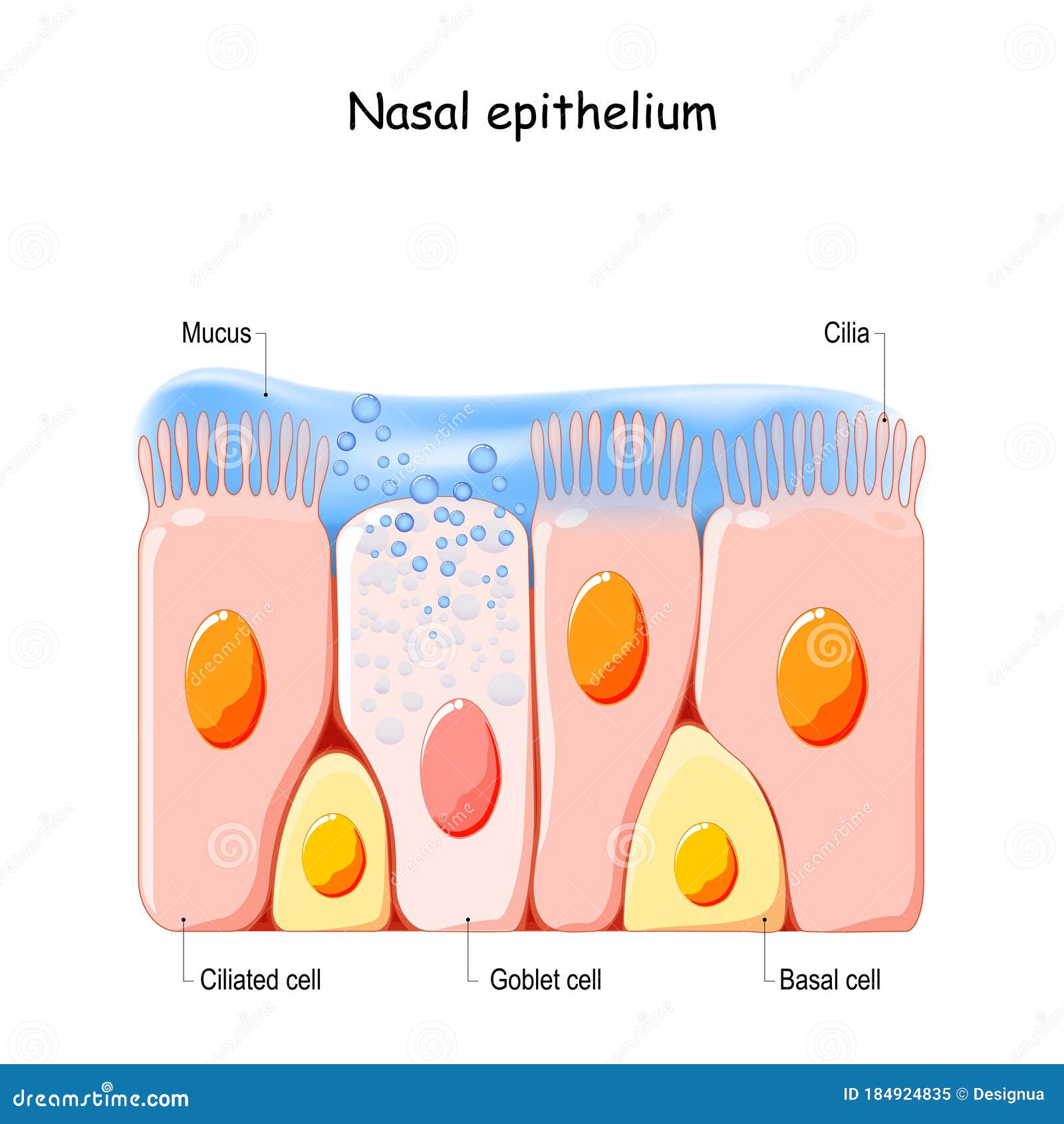 nasal mucosa cells. nasal secretions. ciliated, basal and goblet cells