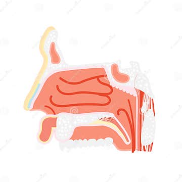 Nasal Vestibule Cavity, Nose Anatomy, Internal Organs Body Part Nervous ...