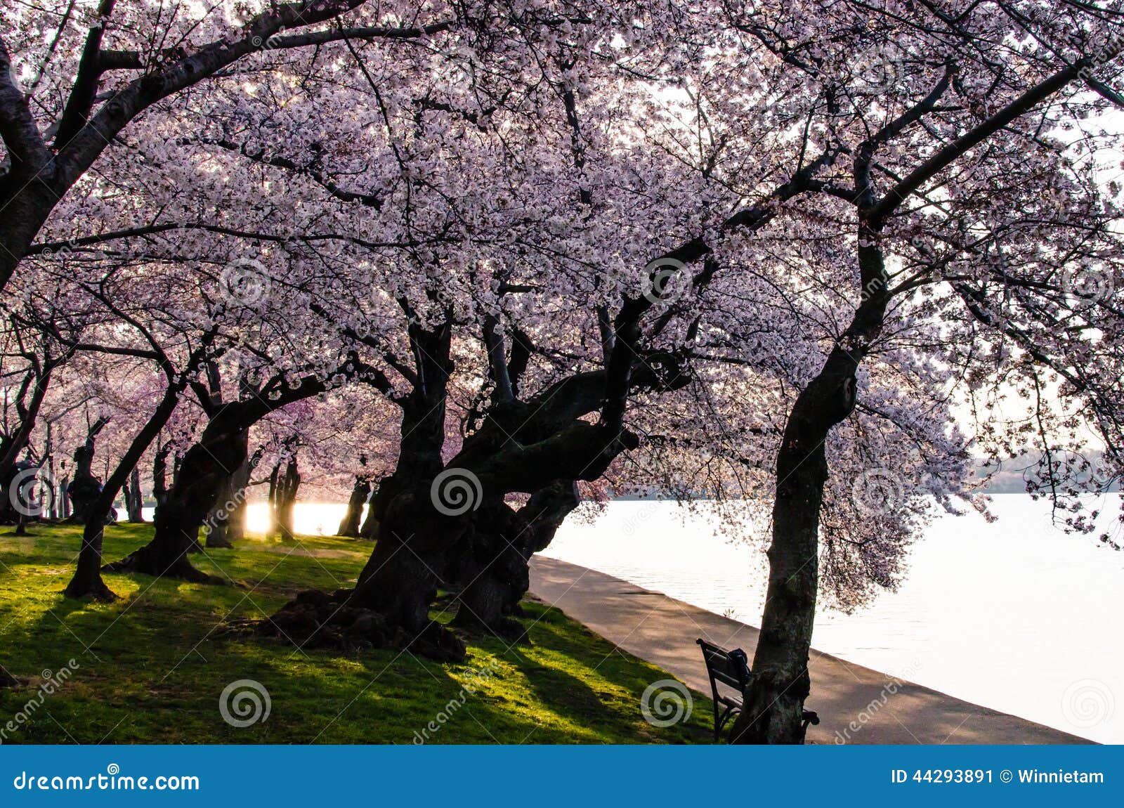 Na floresta sob a queda das flores de cerejeira