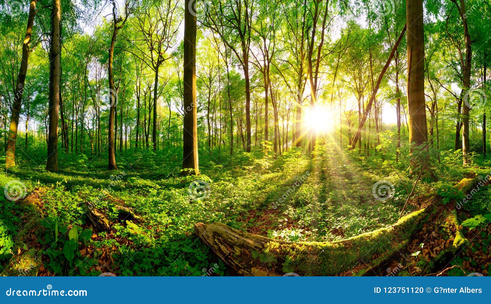 Nascer Do Sol Na Floresta Foto De Stock Imagem De Floresta 123751120