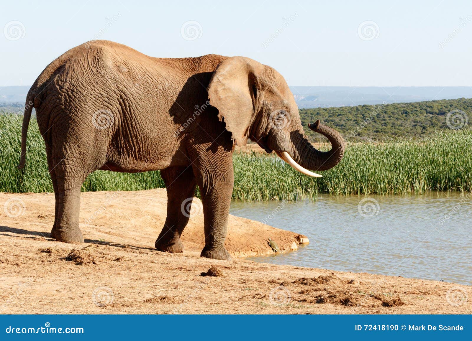 Nase Afrikaner Bush Elefant Stockfoto Bild Von Nase Elefant