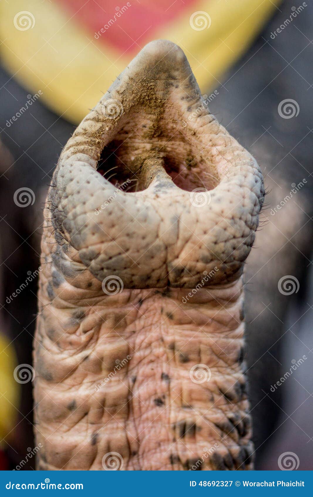 Nase Des Elefanten Stockbild Bild Von Wekzeugspritze