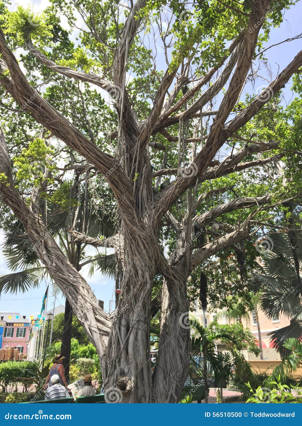 Nassau Bahamas Tree editorial image. Image of downtown 56510500