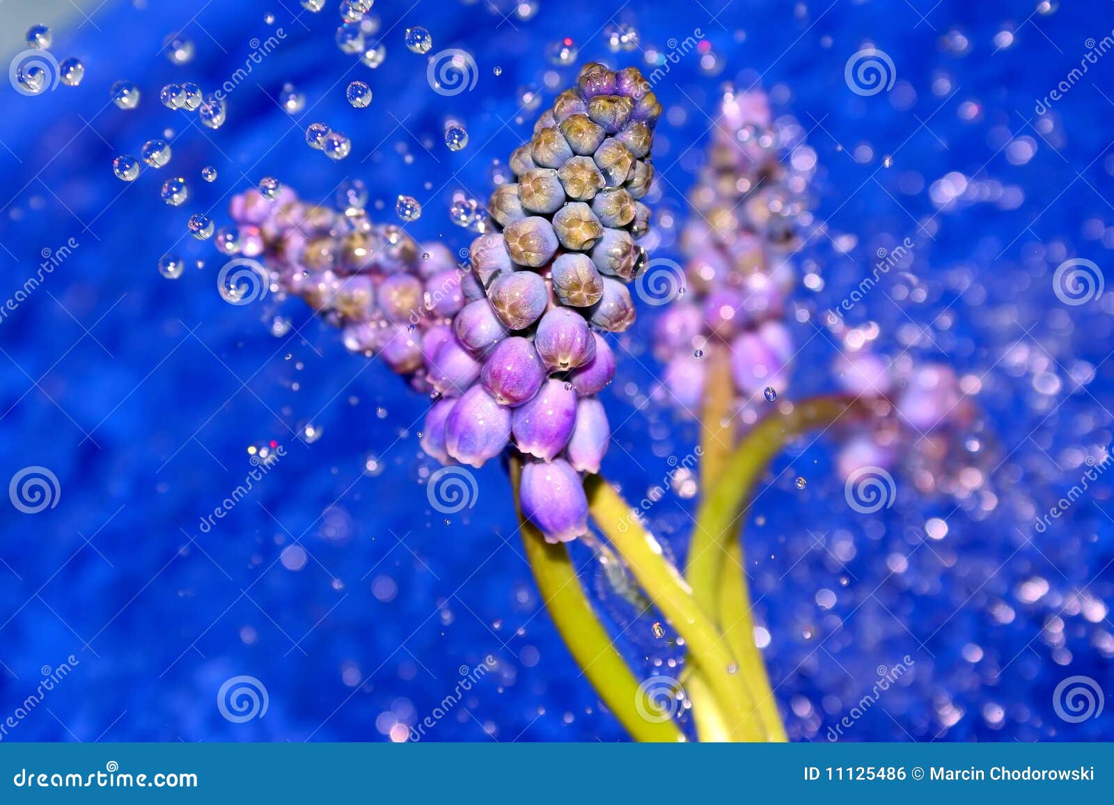 Nasse Blumen der Lupine. Blumen der Lupine gegen blaues Wasser.