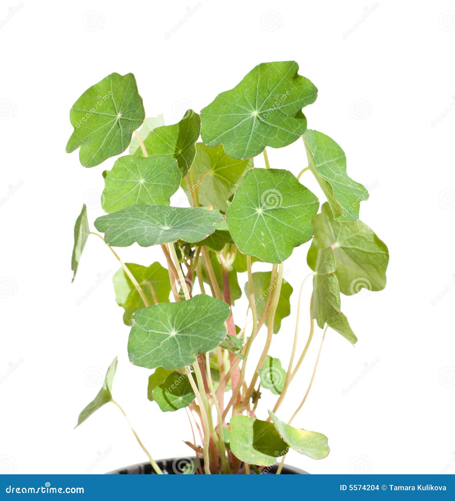 Nasturtium stock photo. Image of beauty, edible, growth 5574204