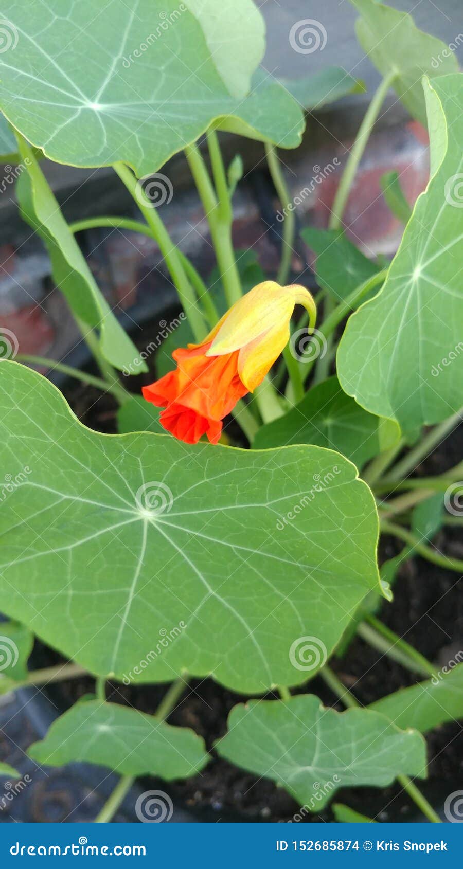 Nasturtium Flower Bud Stock Photo Image Of Nasturtium 152685874
