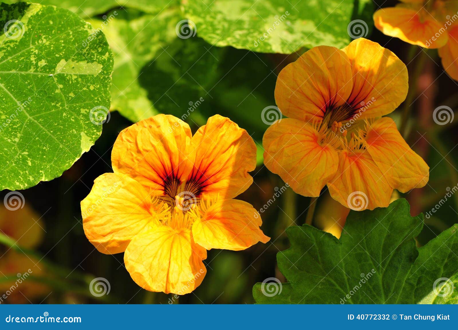Nasturtium flower stock photo. Image of blooming, bloom 40772332