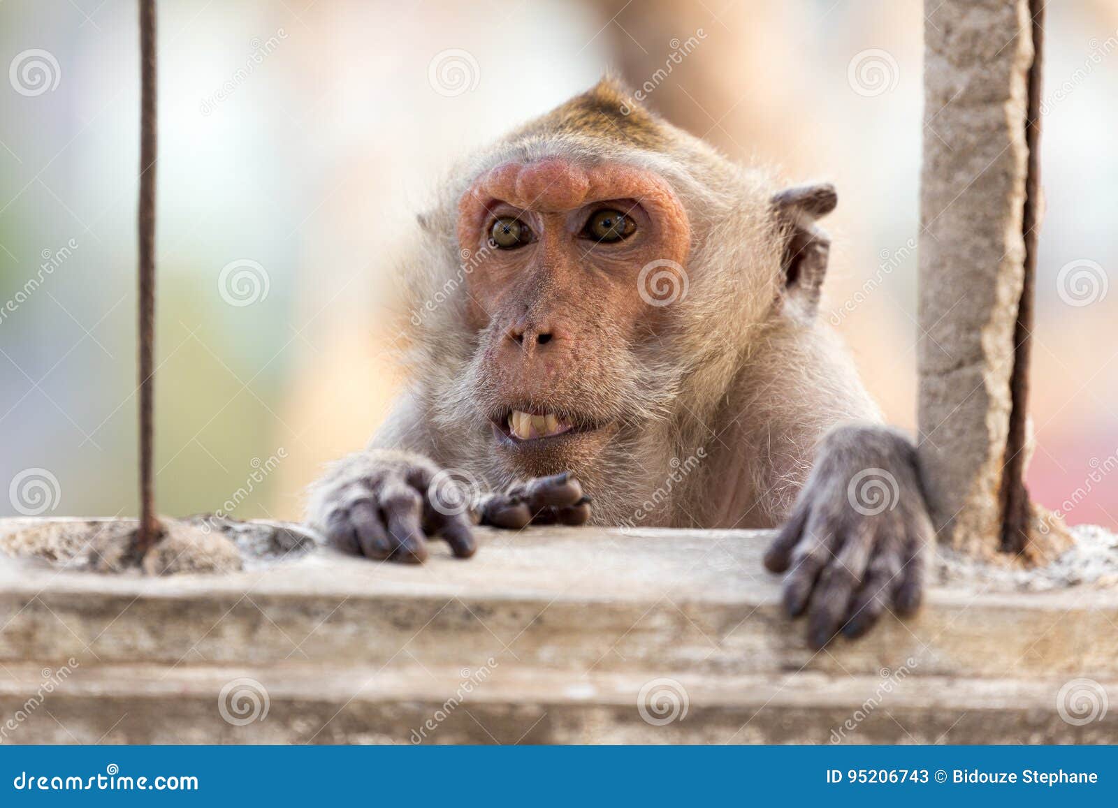 nasty macaque showing teeth