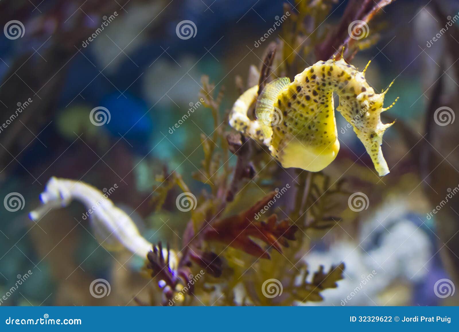 Natação Do Cavalo Marinho De Califórnia Imagem de Stock - Imagem de marinho,  pares: 52395709