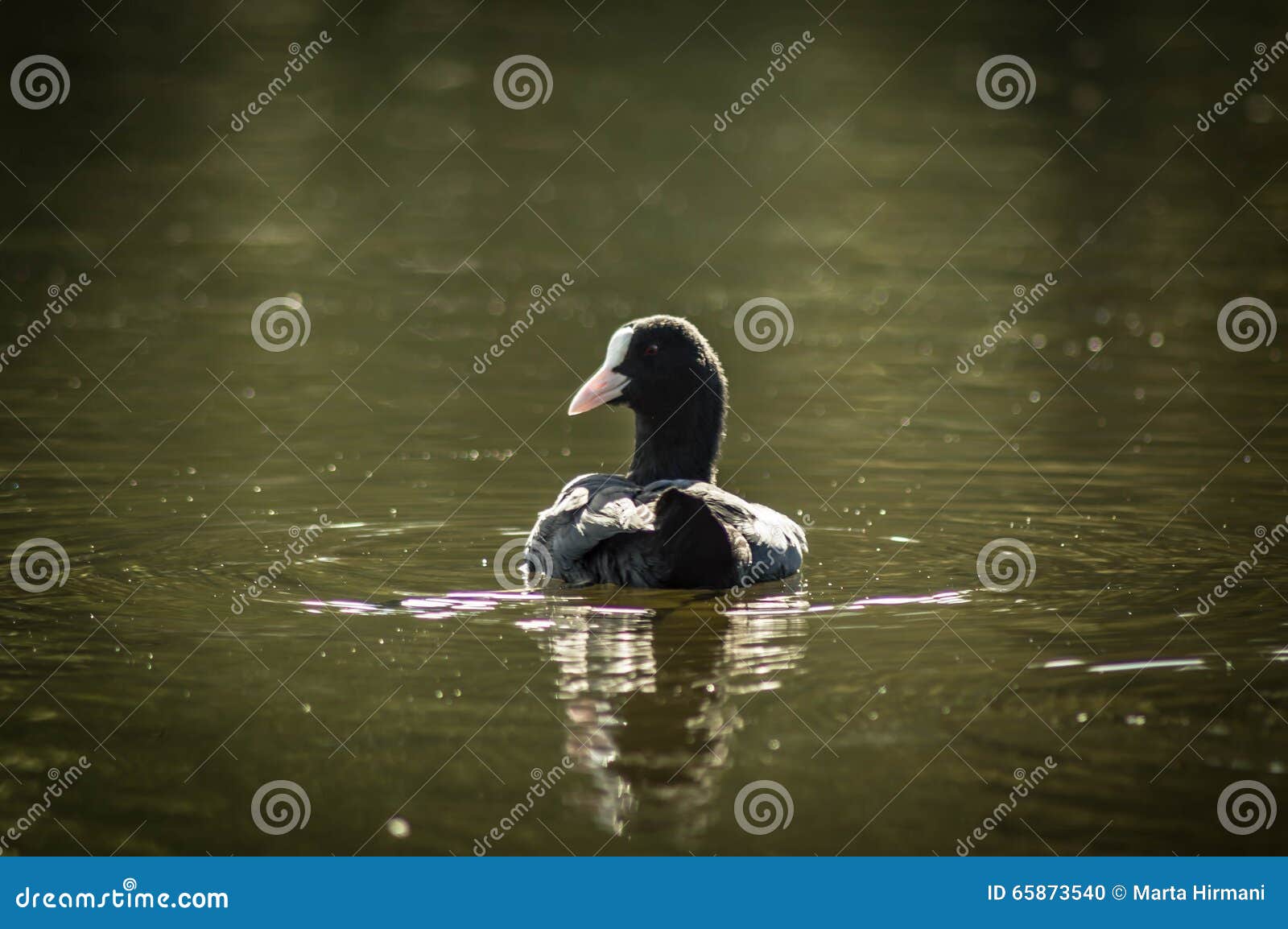 Natación del pato en el agua. Duck la natación en el agua, sommer, agua, pájaro, pato