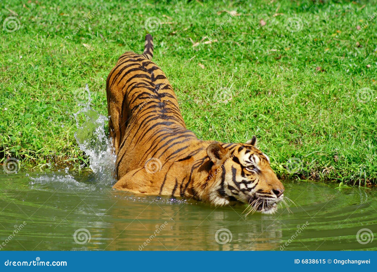 Natación del tigre imagen de archivo. Imagen de nadada 6838615
