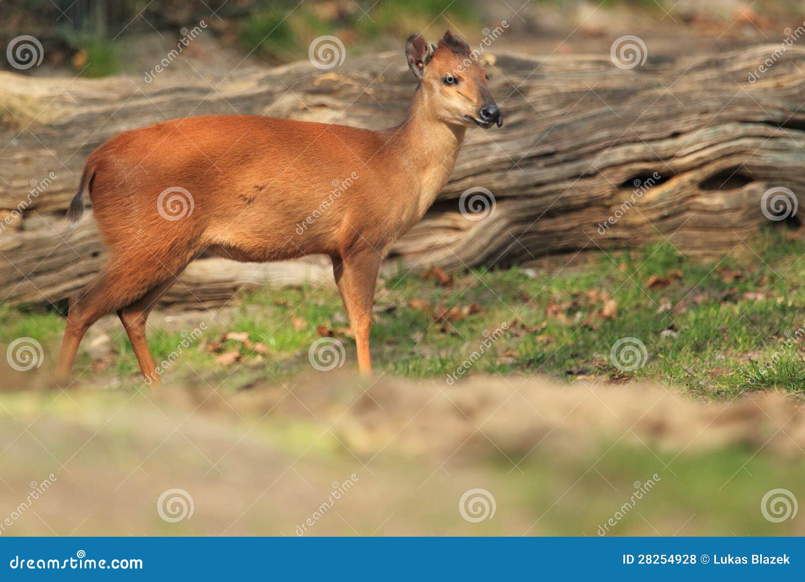 natal duiker