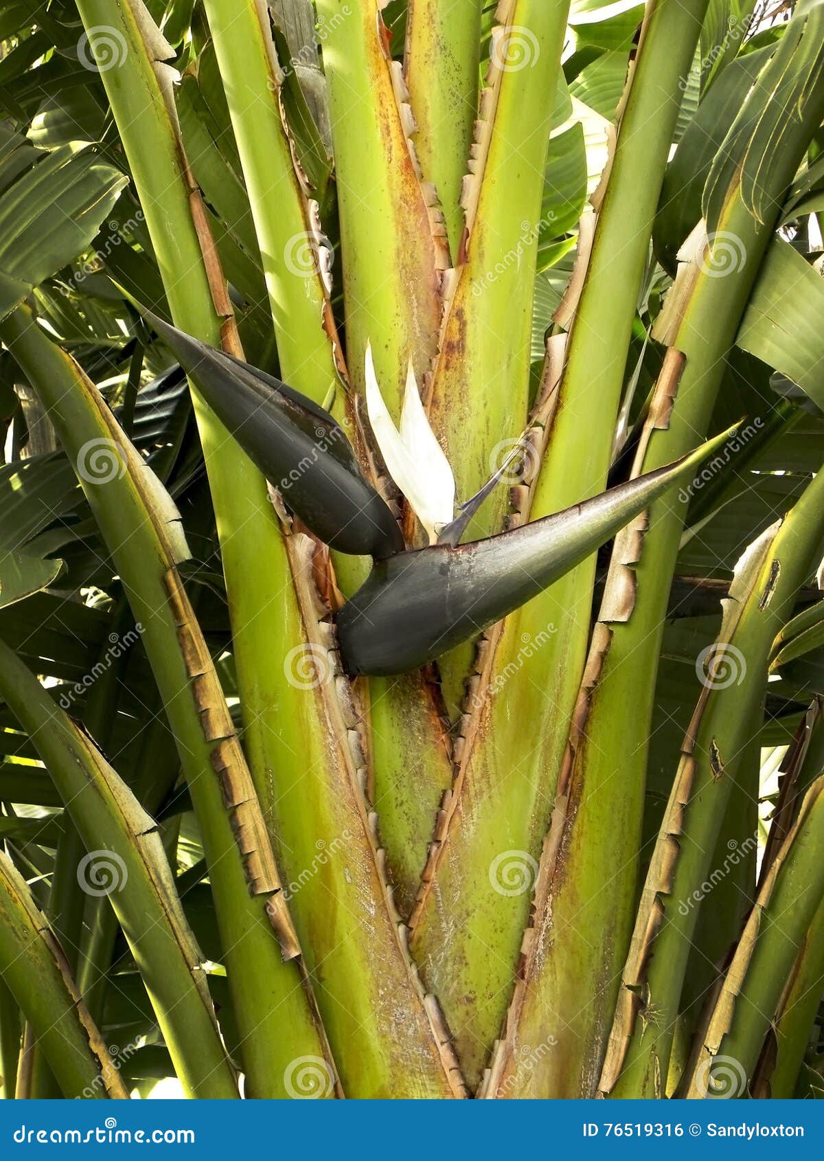 Natal Wild Banana stockfoto. Bild von nektar, vorstädte   12
