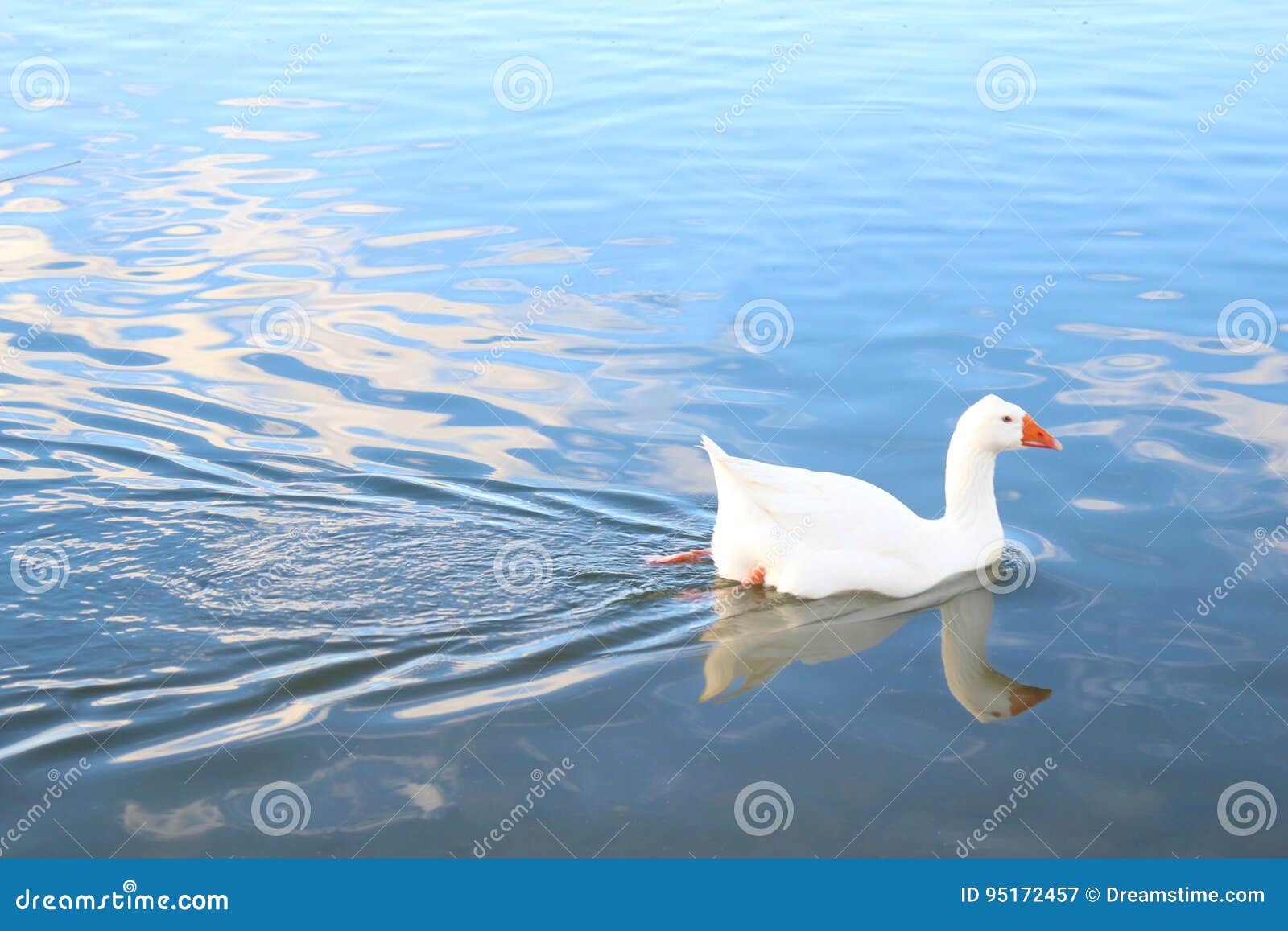 Photo d'une natation d'oie avec la réflexion