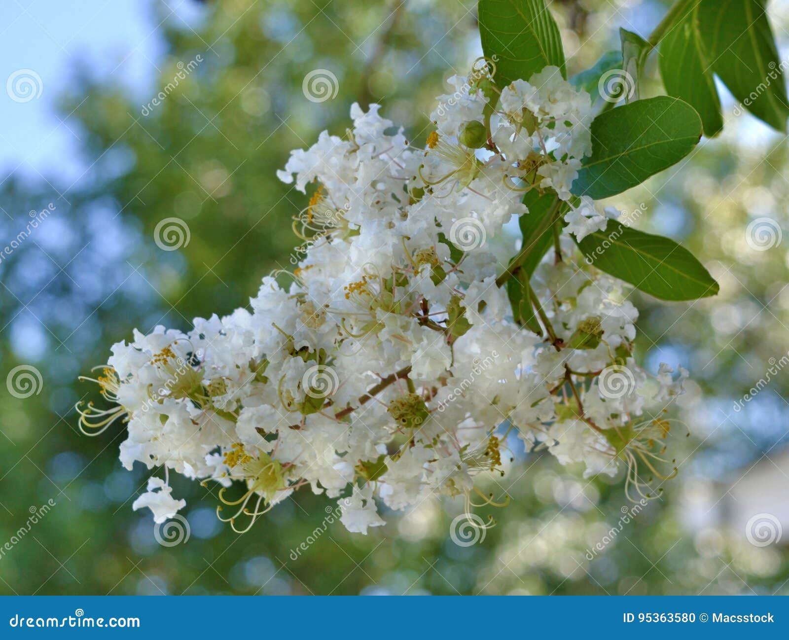 natchez crape myrtle bloom