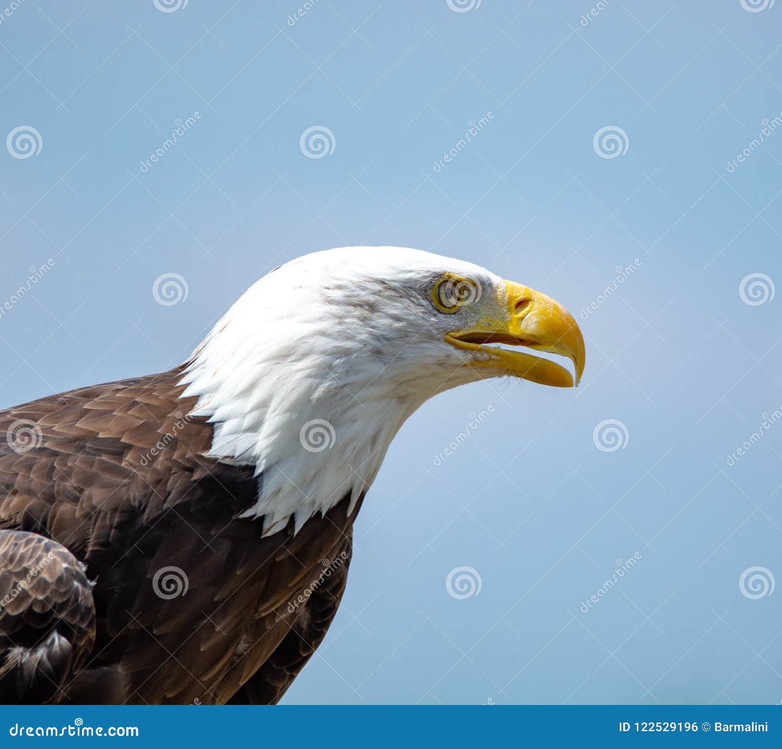 National Animal of USA White-tailed Big American Bald Eagle Bird Stock  Photo - Image of europe, flight: 122529196