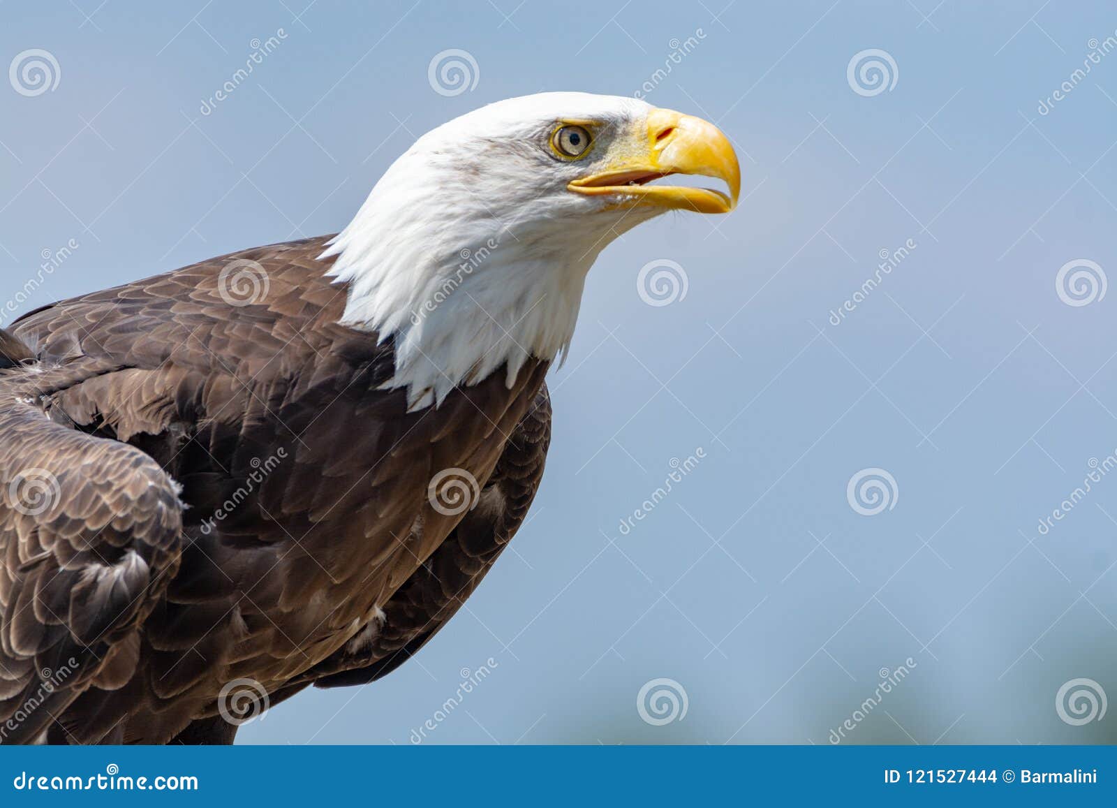 National Animal of USA White-tailed Big American Bald Eagle Bird Stock  Photo - Image of head, prey: 121527444