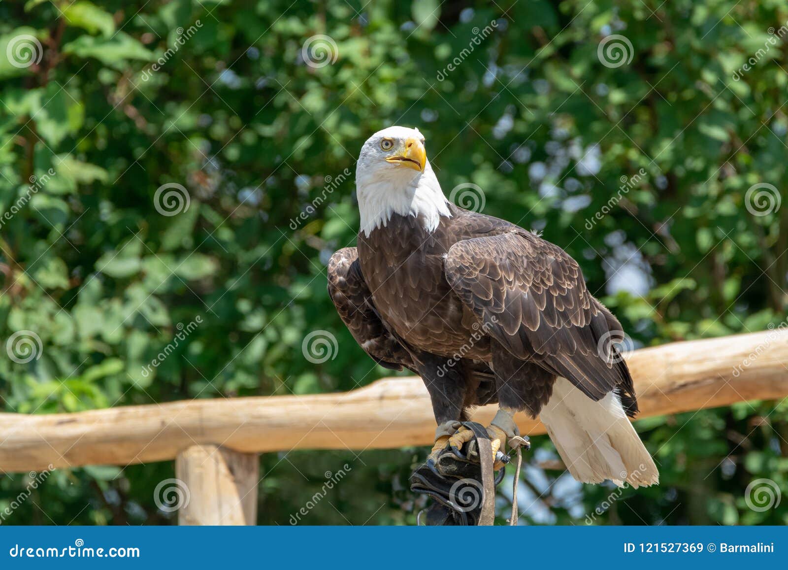 National Animal of USA White-tailed Big American Bald Eagle Bird Stock  Image - Image of great, alaska: 121527369