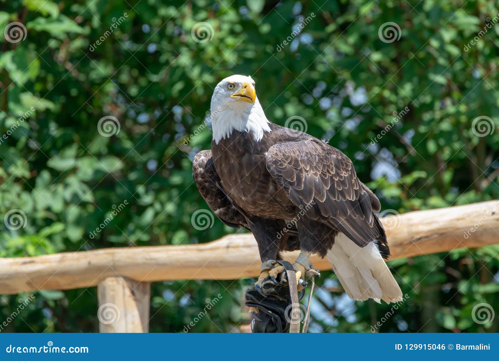 National Animal of USA White-tailed Big American Bald Eagle Bird Stock  Photo - Image of black, eagle: 129915046