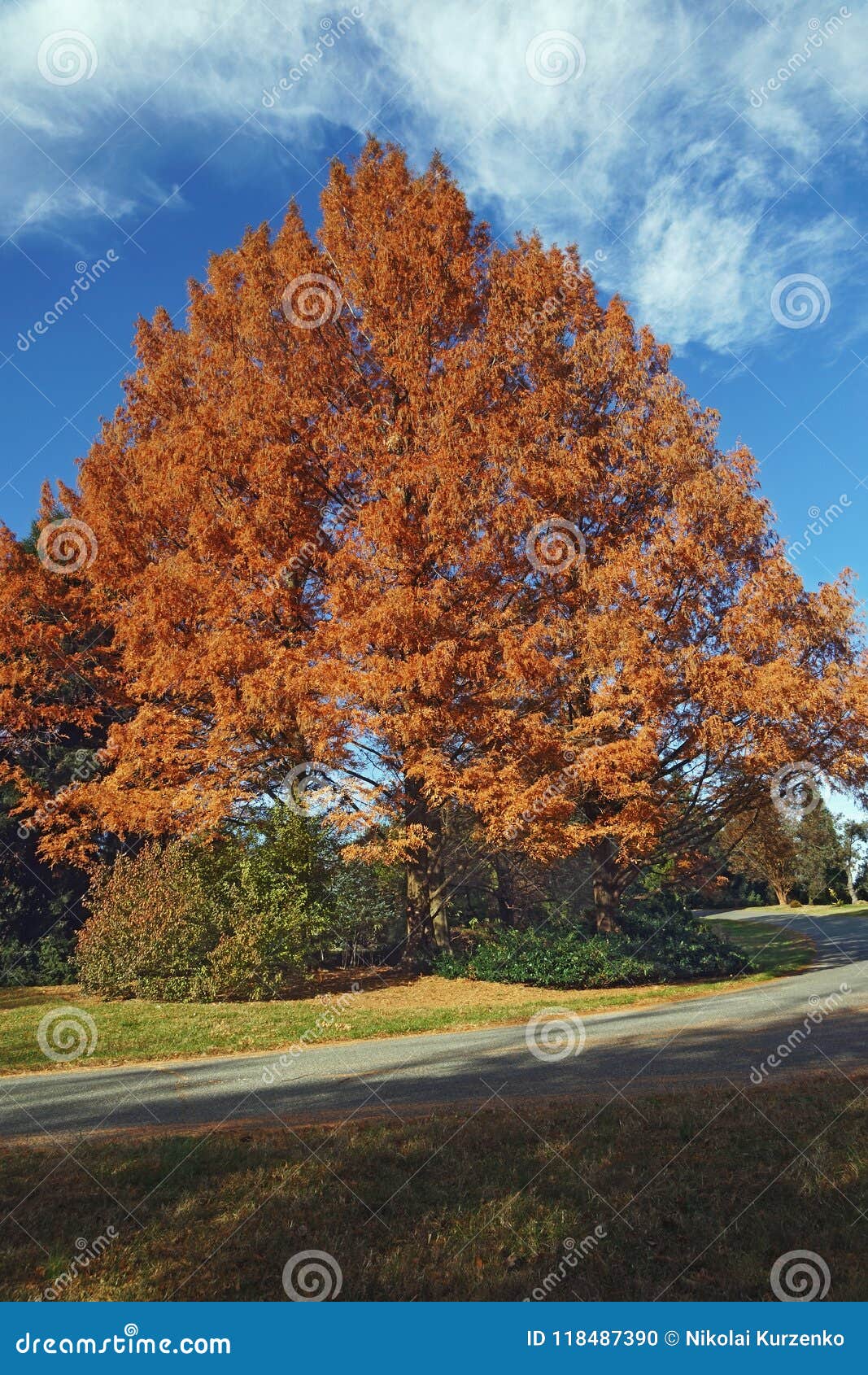 national dawn redwood tree in autumn.