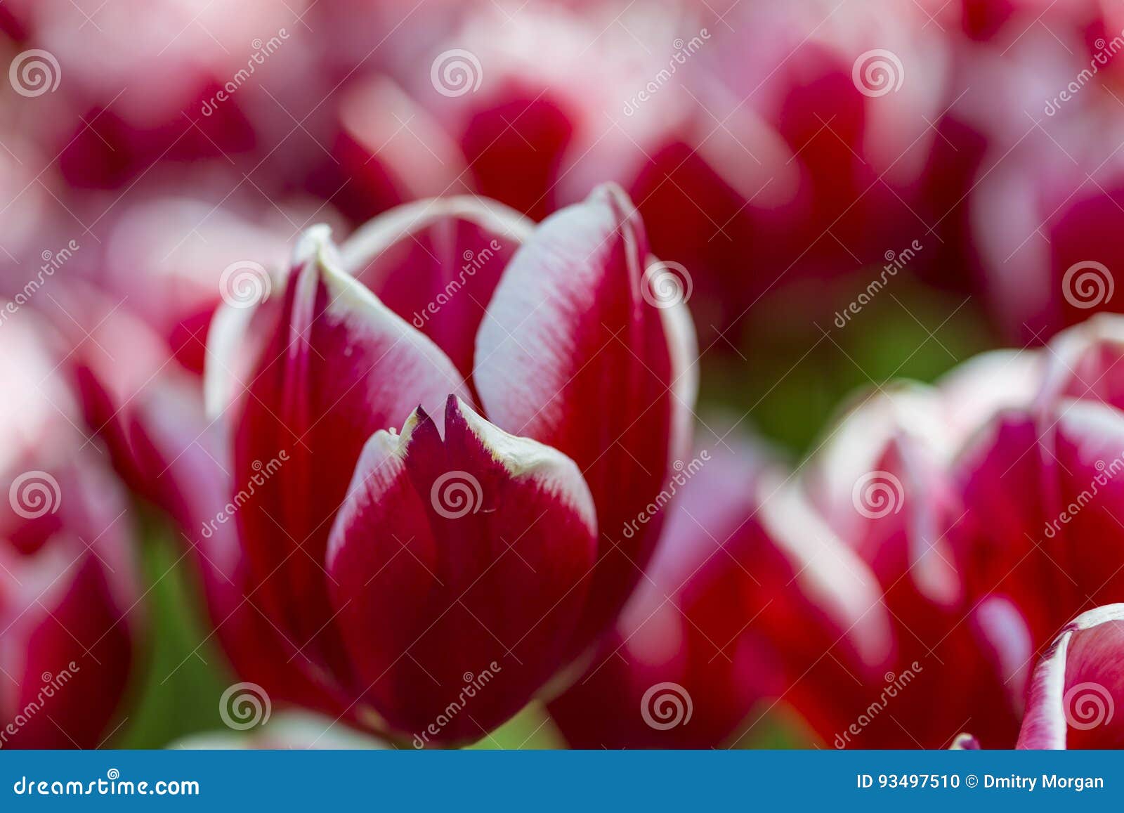 national dutch tulip of sort triumph -leen van der mark