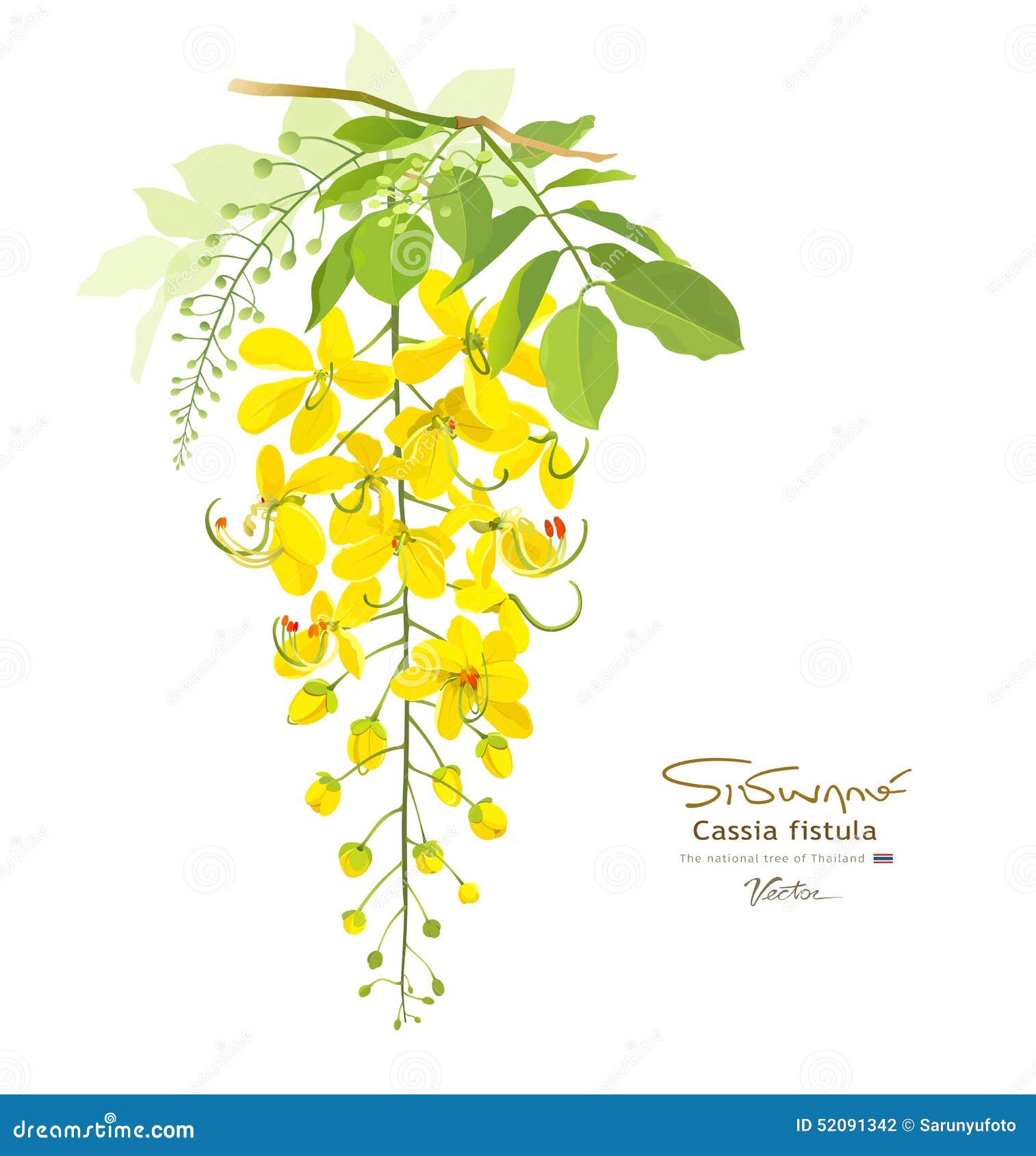 National Flower Of Thailand Cassia Fistula Stock Vector ...
