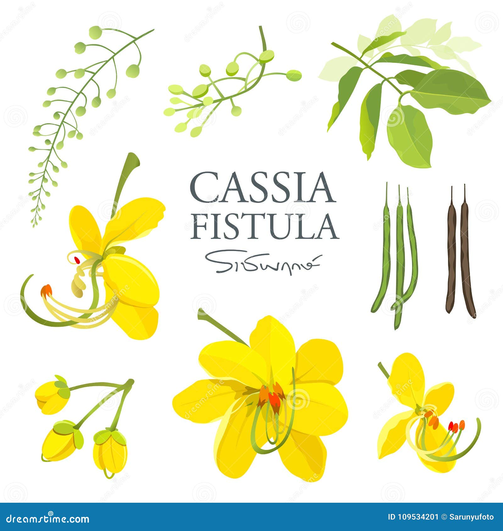 national flower of thailand, cassia fistula, beautiful yellow thai flower collections