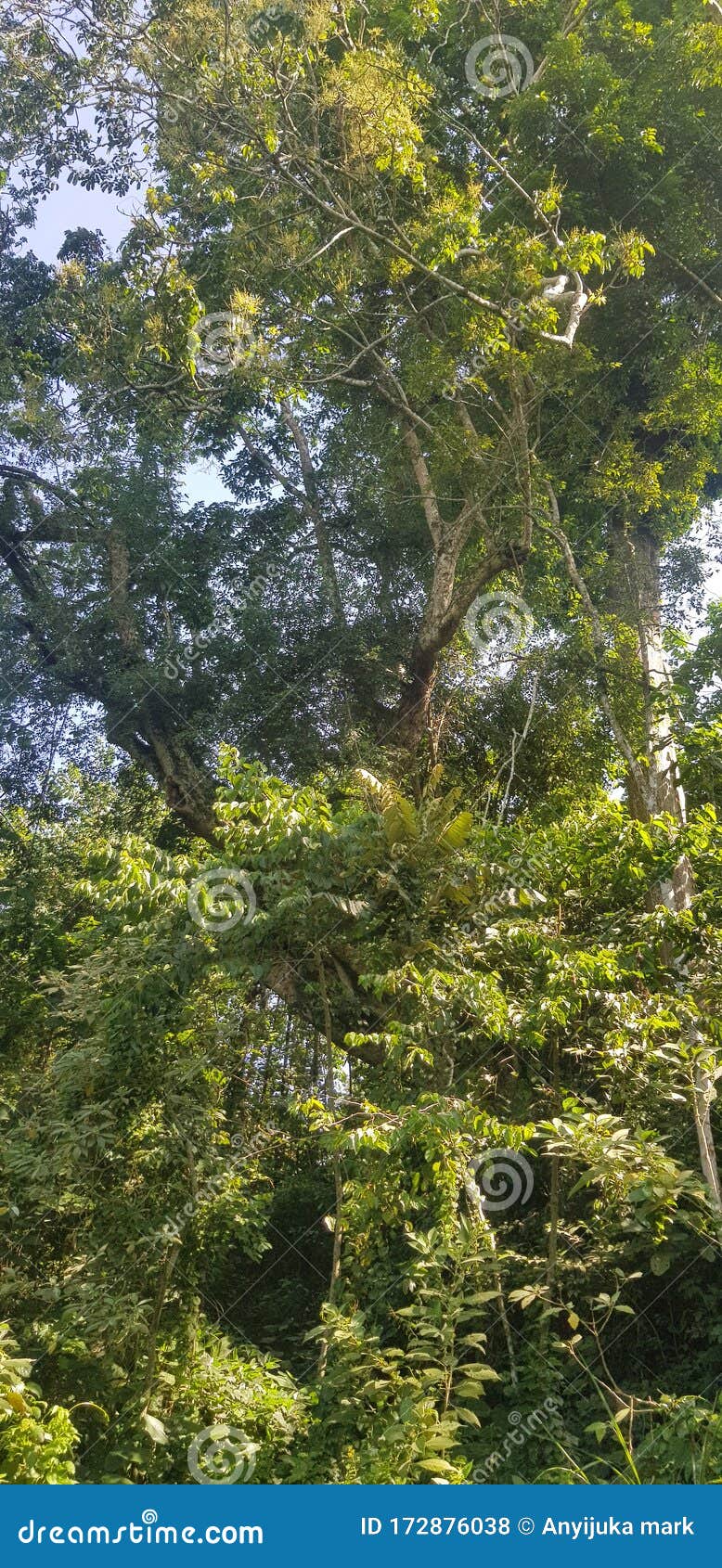 National Forest Upper Canopy Zone Stock Photo Image of national