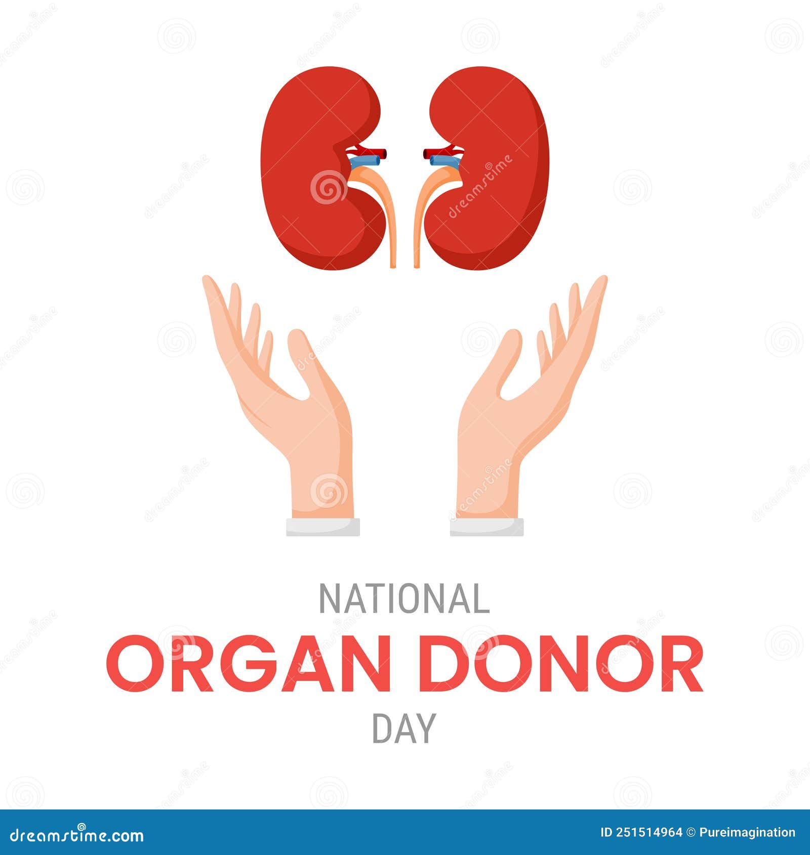 National Organ Donor Day with Kidneys Stock Vector Illustration of