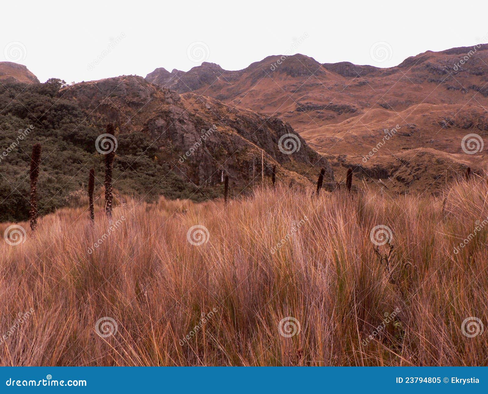 national park cajas, ecuador