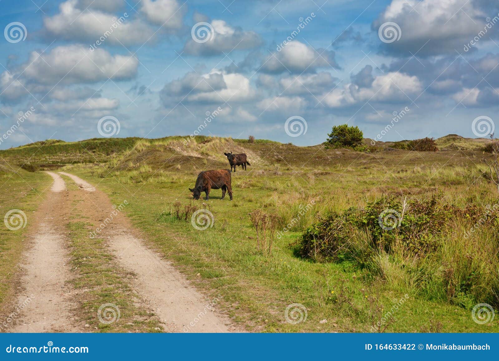 national park de muy with dark brown galloway cattle in the netherlands on island texel