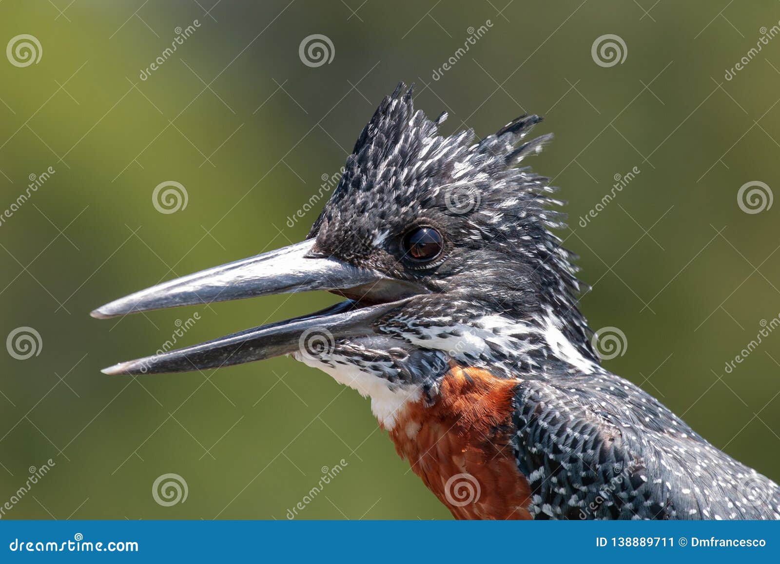 kingfisher national park kruger south africa reserves and protected airs of africa