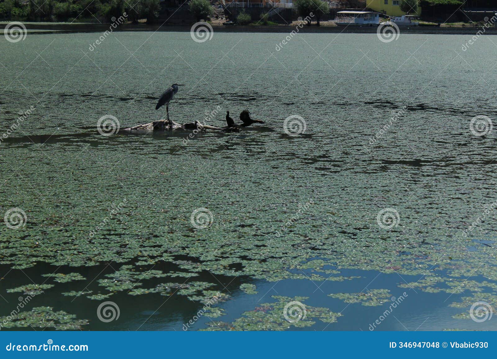 national park skadar lake in montenegro