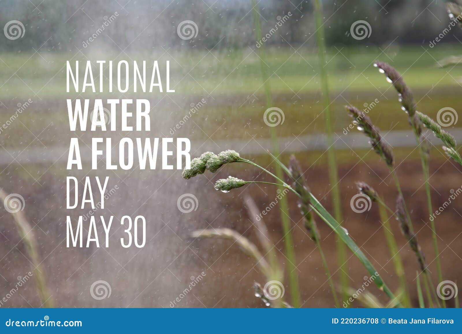 National Water a Flower Day Stock Images Stock Photo Image of leaf