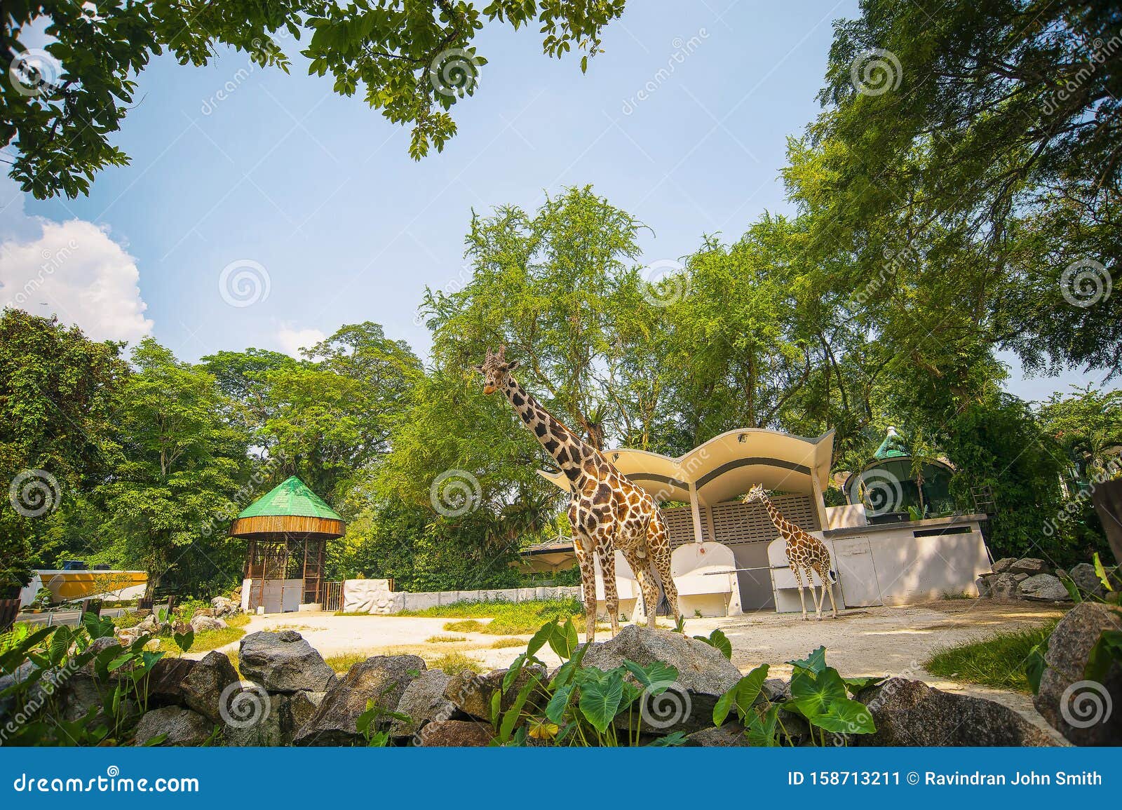 Zoo malaysia national of Zoo Negara