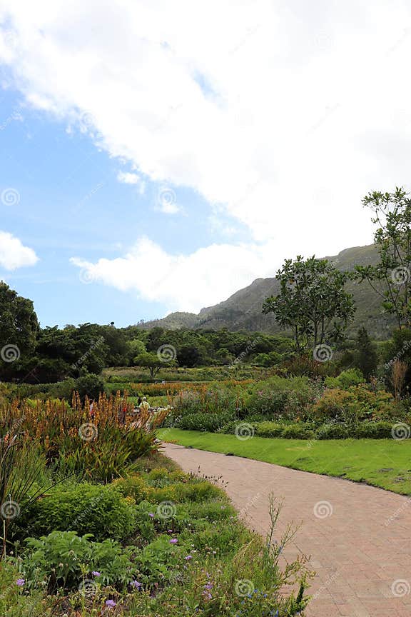 Nationaler Botanischer Garten Kirstenbosch in Cape Town Redaktionelles