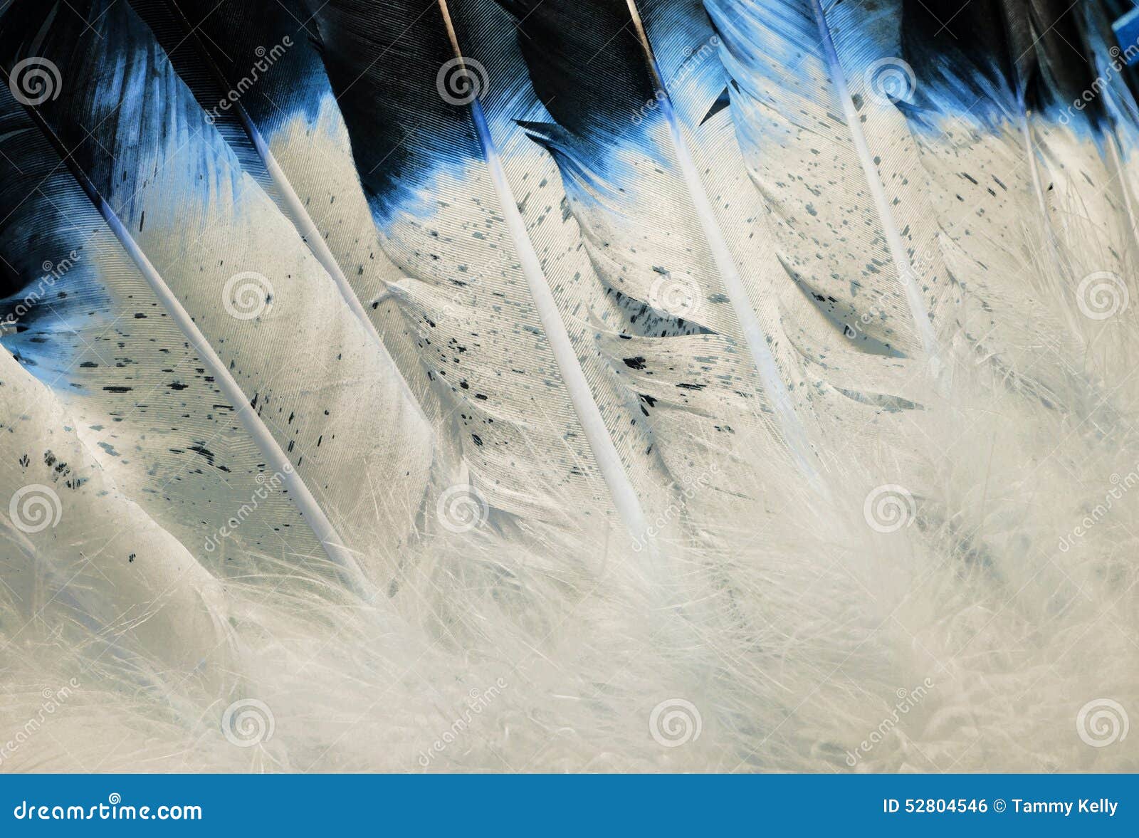 native american blue feather textures