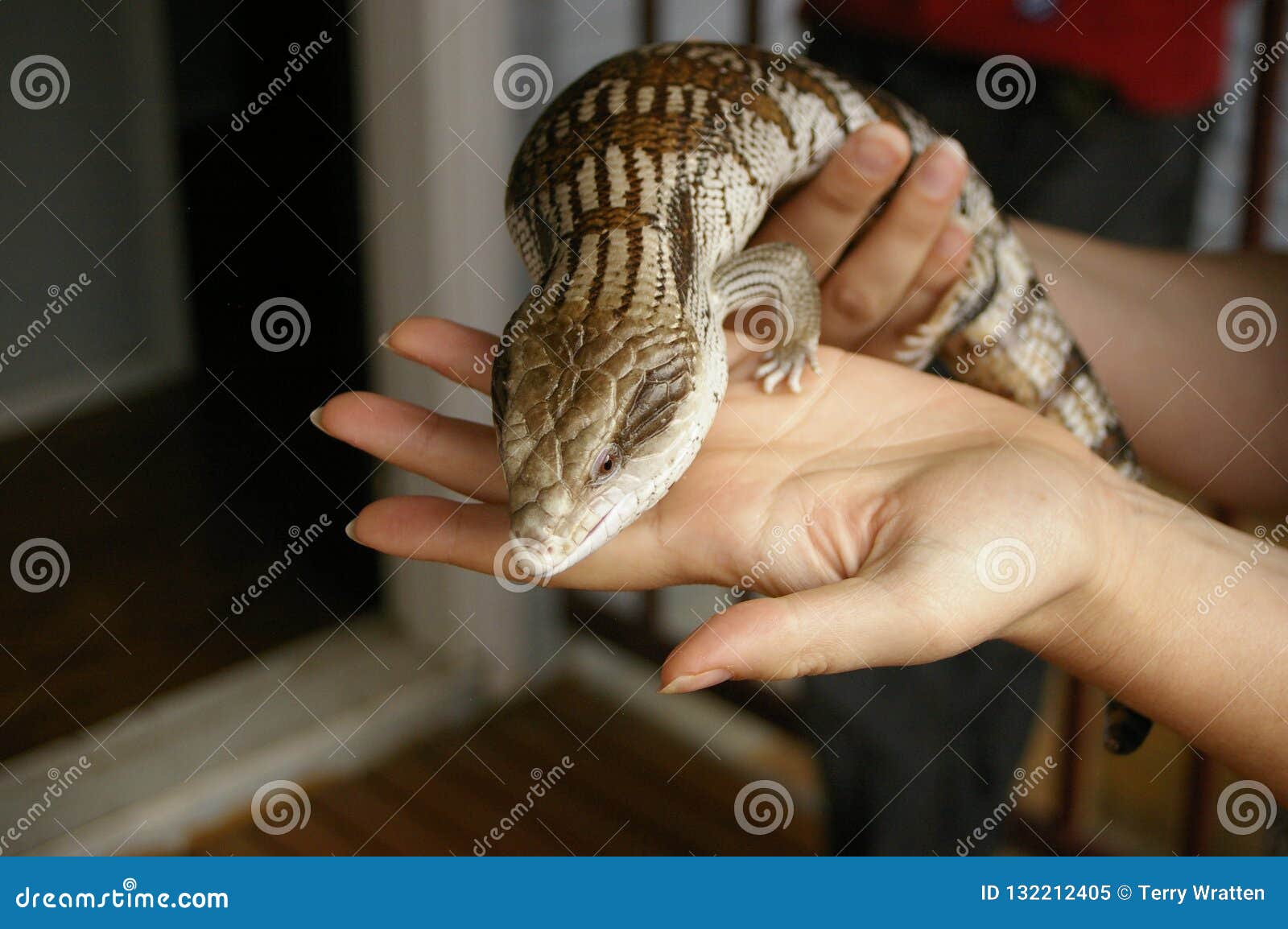 Native Bluetongued Lizard Being Held Stock Image Image of held