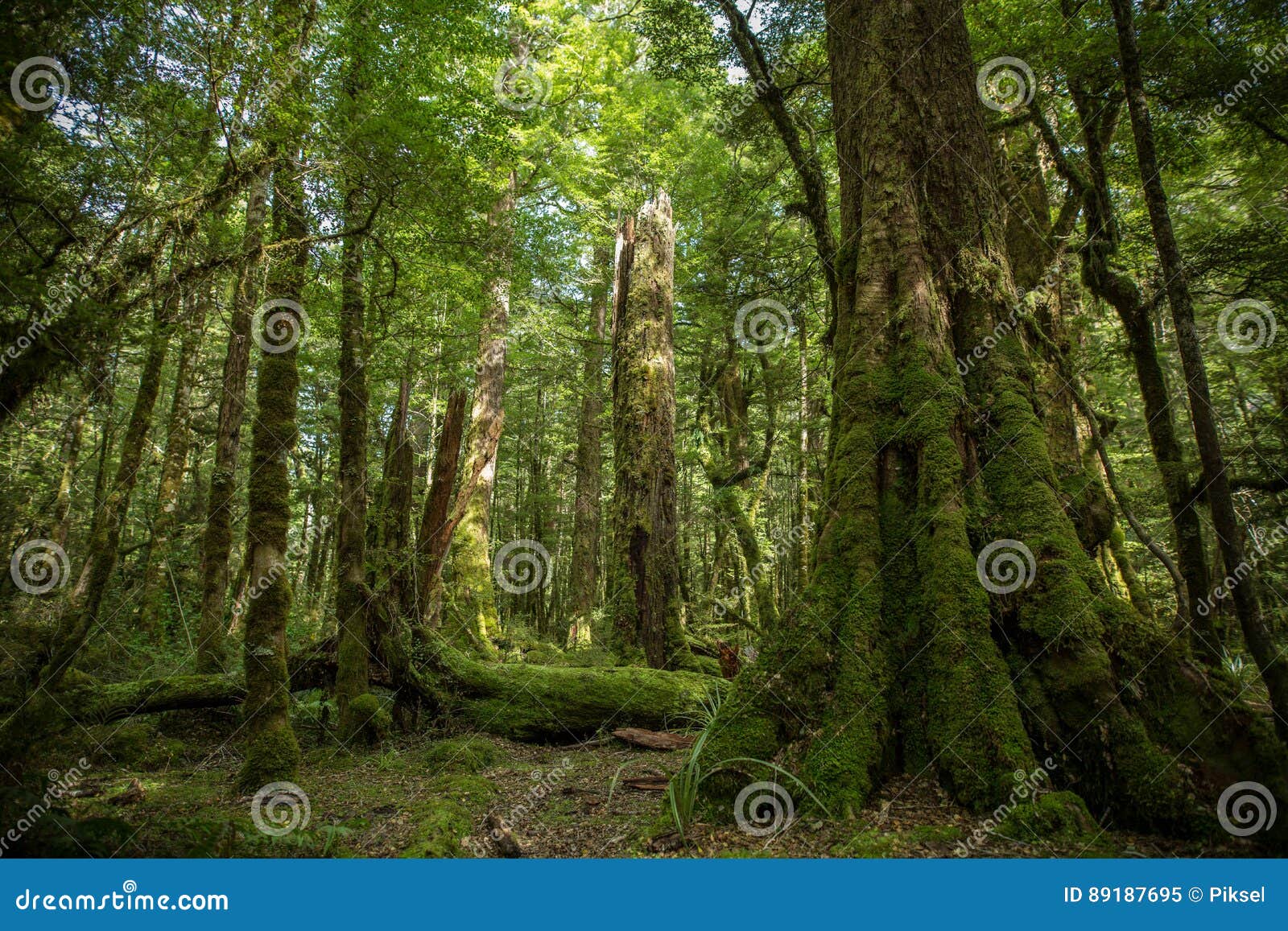 native bush, new zealand